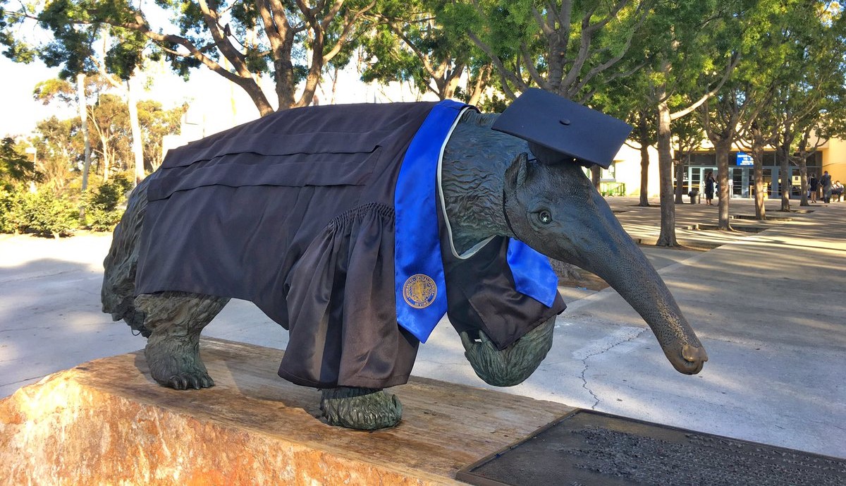 anteater with grad cap